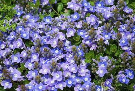 Turkish Veronica perennial in a ColoradoScape landscape