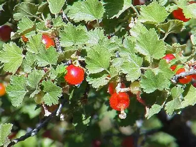 Wax Currant shrub in a Colorado landscape