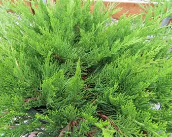 Buffalo Juniper shrub in a Colorado landscape