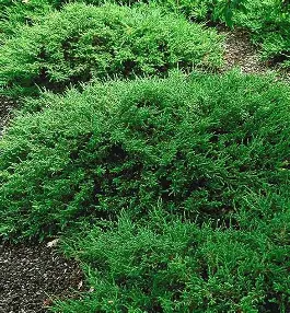 Calgary Carpet Juniper shrub in a Colorado landscape