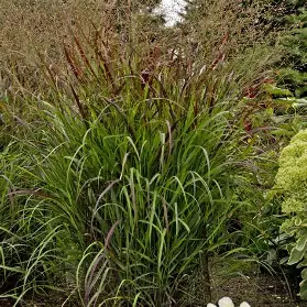 Cheyenne Sky Switchgrass ornamental grass in a Colorado landscape