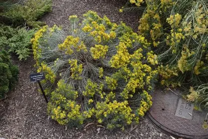 Dwarf Blue Rabbitbrush shrub in a Colorado landscape