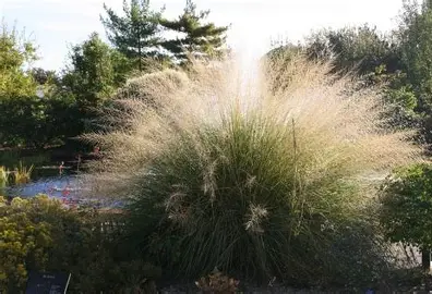 Giant Sacaton ornamental grass in a Colorado landscape