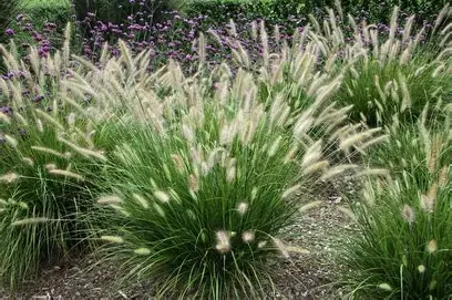 Hameln Fountain Grass ornamental grass in a Colorado landscape