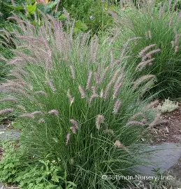 Karley Rose Fountain Grass ornamental grass in a Colorado landscape