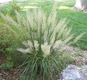 Korean Feather Reed Grass ornamental grass in a Colorado landscape