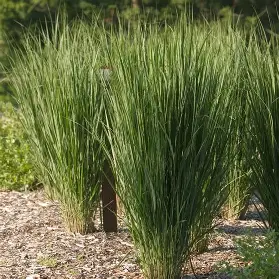 Northwind Switchgrass ornamental grass in a Colorado landscape