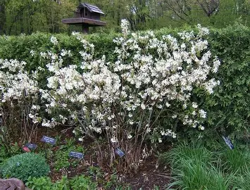 Regent Serviceberry shrub in a Colorado landscape