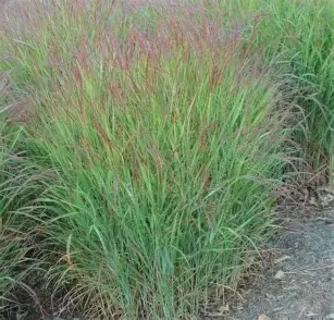 Shenandoah Switchgrass ornamental grass in a Colorado landscape